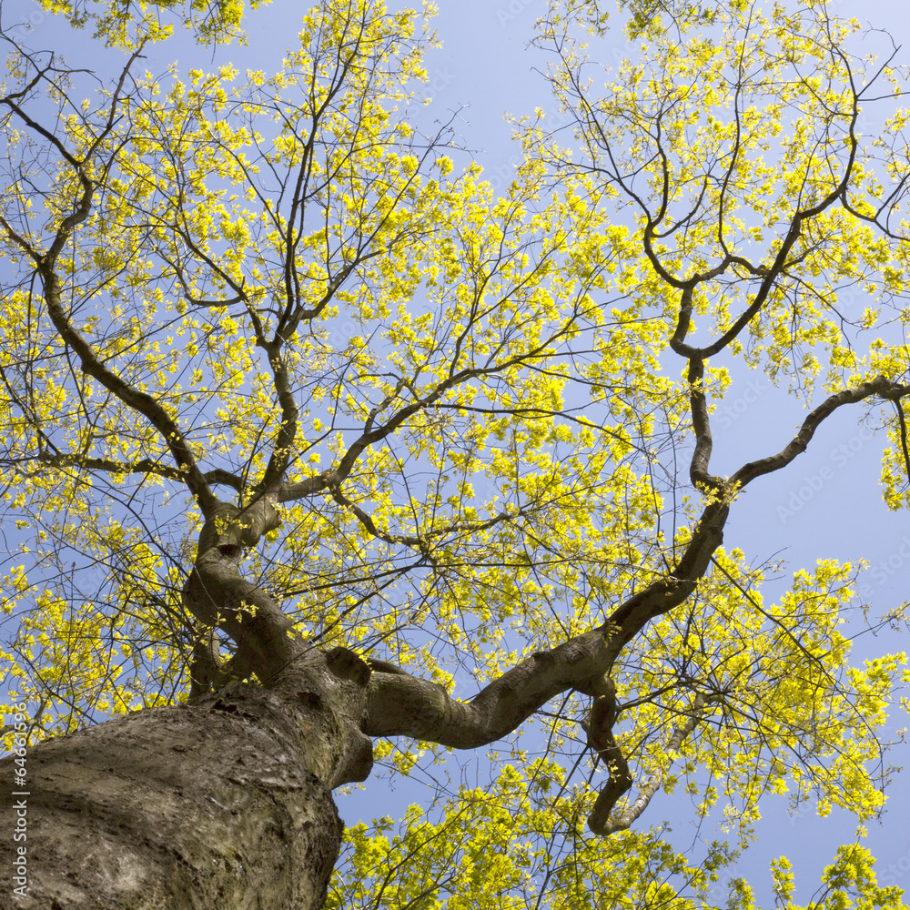 fresh leaves of old oak tree and blue sky fresh leaves of old oak tree and blue sky