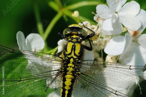 Gomphus vulgatissimus, femmina photo