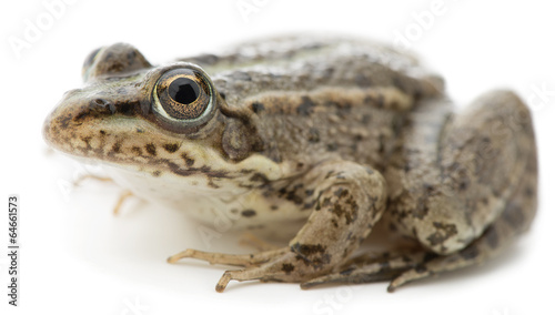 Eurasian marsh frog Pelophylax ridibundus isolated on white