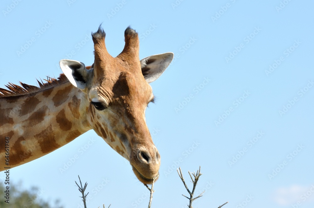 Fototapeta premium sauvage