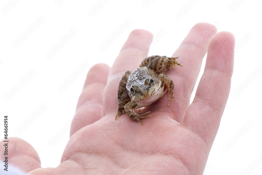 Juvenile frog in the hand of a child Juvenile frog in the hand of a child
