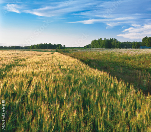Barley field in evening © andrew