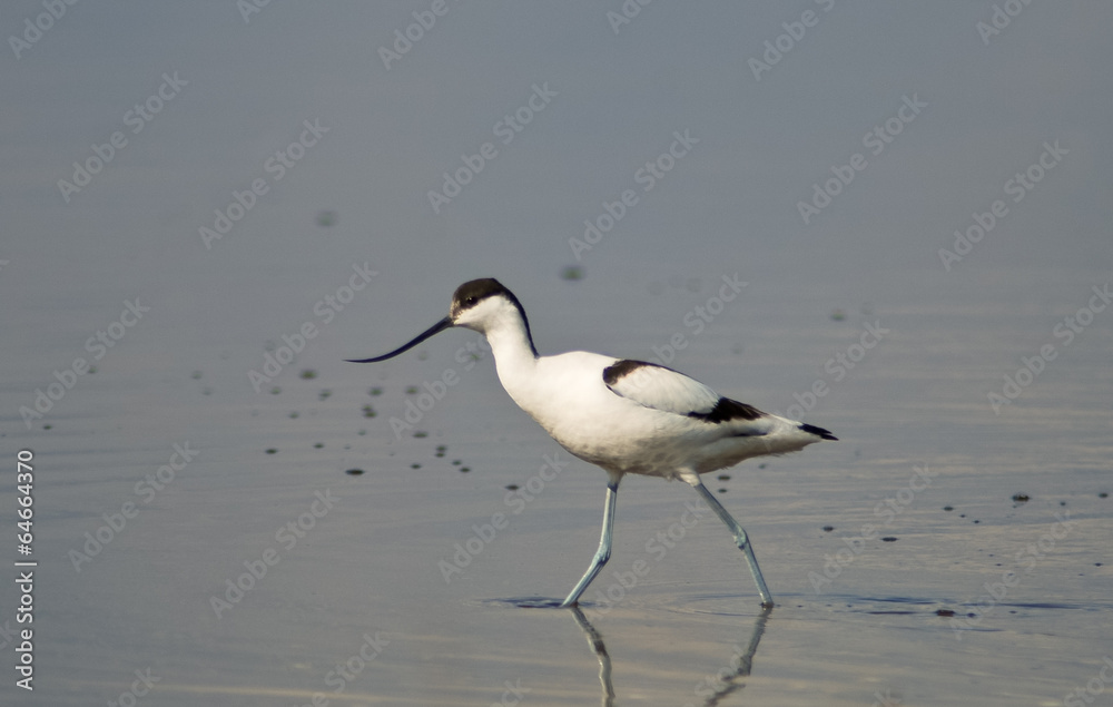 avocetta (Recurvirostra avosetta) avocetta (Recurvirostra avosetta)