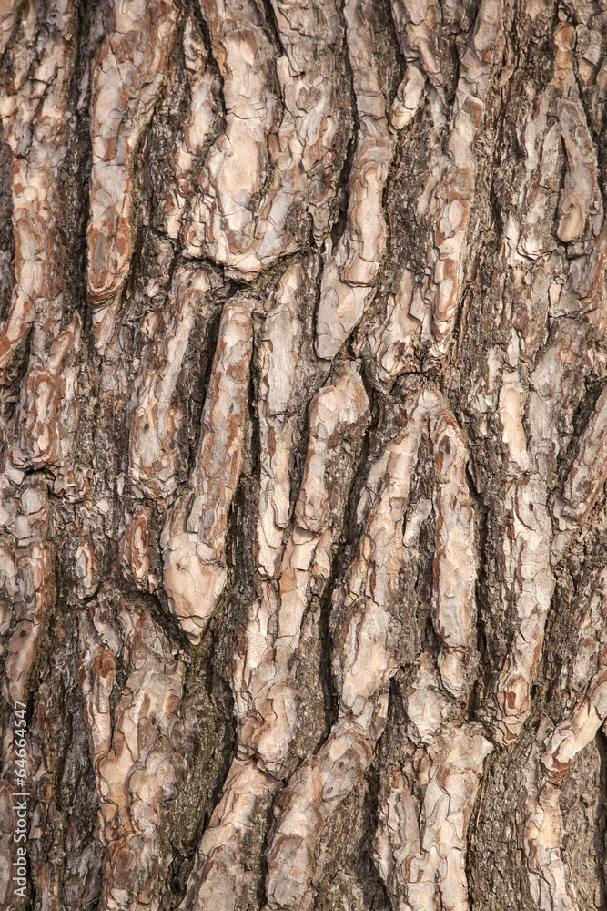 abstract pattern of bark on old pine tree abstract pattern of bark on old pine tree