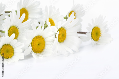 daisies on a white background