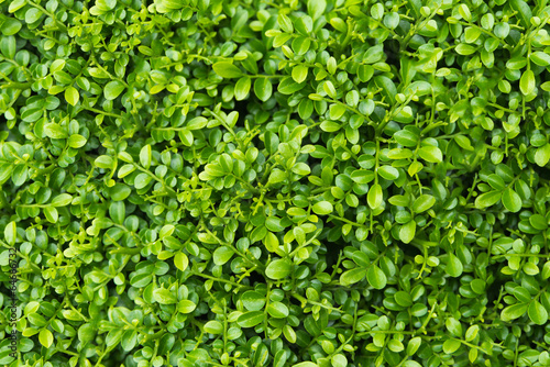 Green Leaf Plant Background