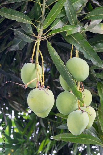 mangoes on a mango tree