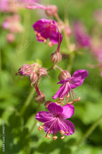 Geranium © Svetoslav Radkov