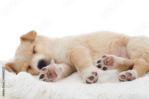 beige puppy sleeps