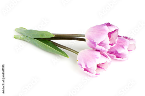 beautiful pink tulips over white photo