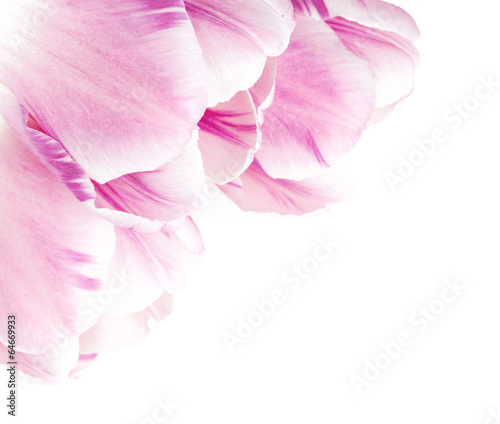 beautiful pink tulips over white