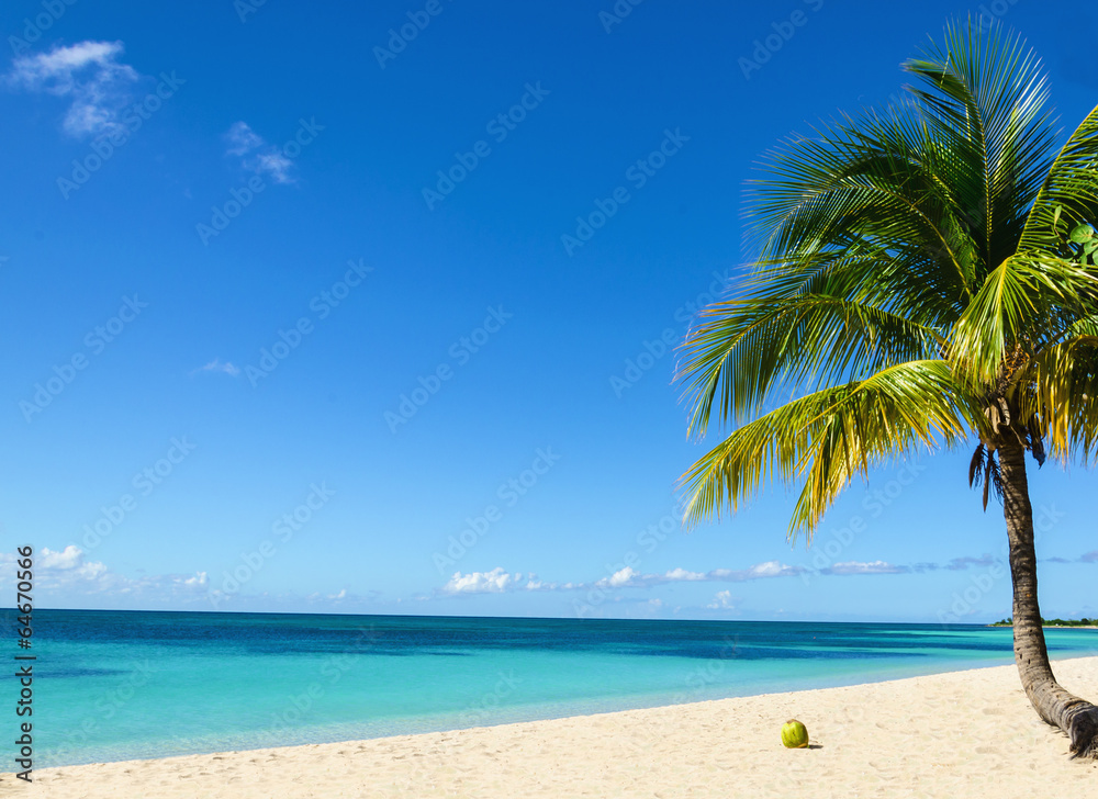 Coconut on an exotic beach with palm tree entering the sea
