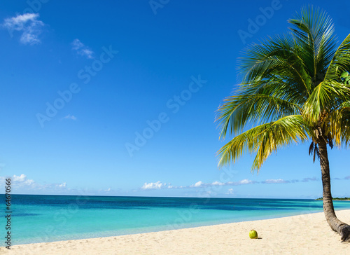 Coconut on an exotic beach with palm tree entering the sea