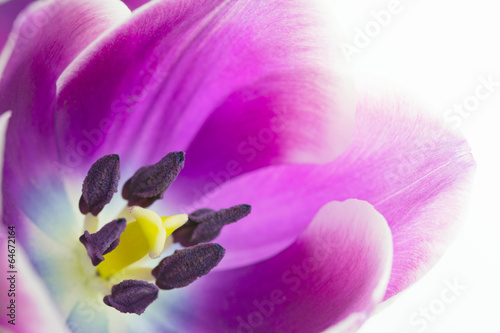 Makroaufnahme von Tulpenblüte