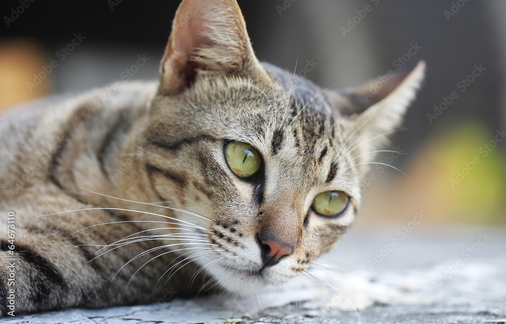 Fototapeta premium Thailand's cat