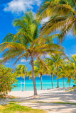 Coconut palm trees  on a sunny day at a cuban beach