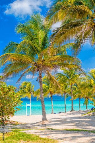 Fototapeta Naklejka Na Ścianę i Meble -  Coconut palm trees  on a sunny day at a cuban beach