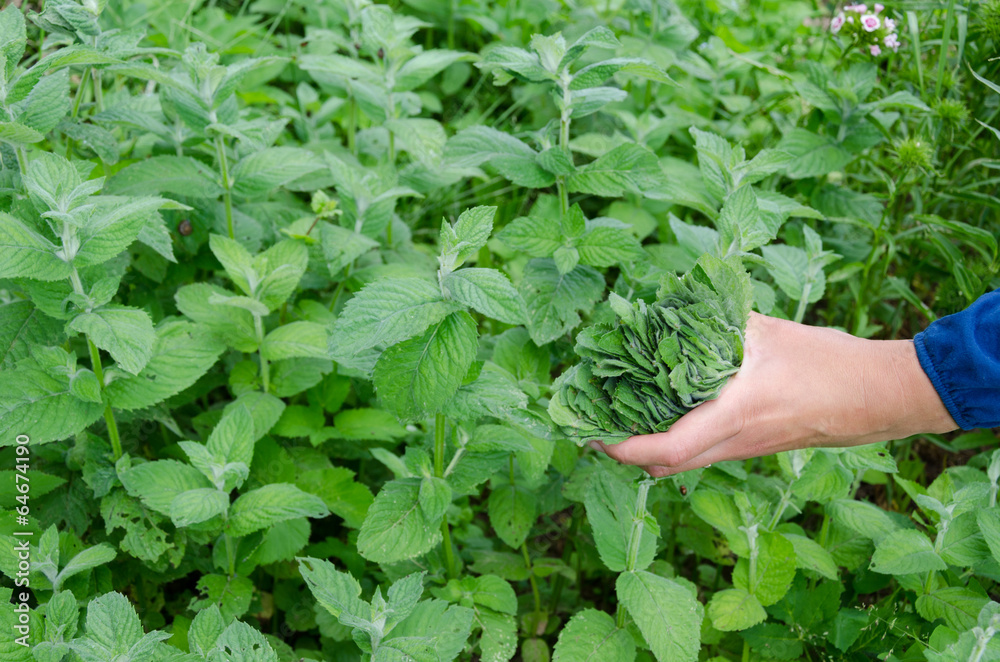 herbalist hand pick mint herb leaves in garden