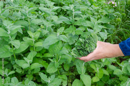 herbalist hand pick mint herb leaves in garden