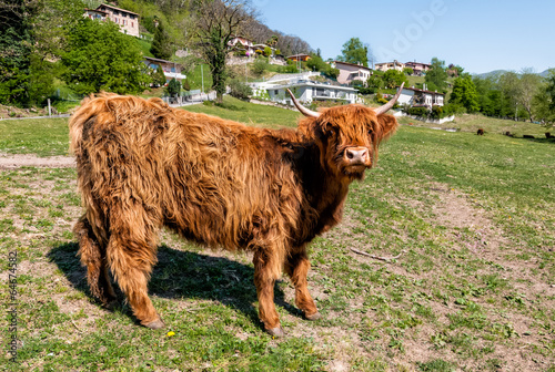 Scottish Highland Cow on the meadow