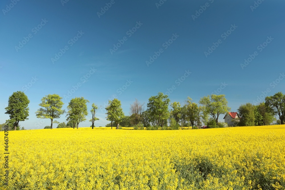 Blooming oilseed field against a cloudless sky