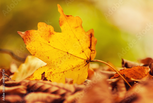fallen autumn leaf