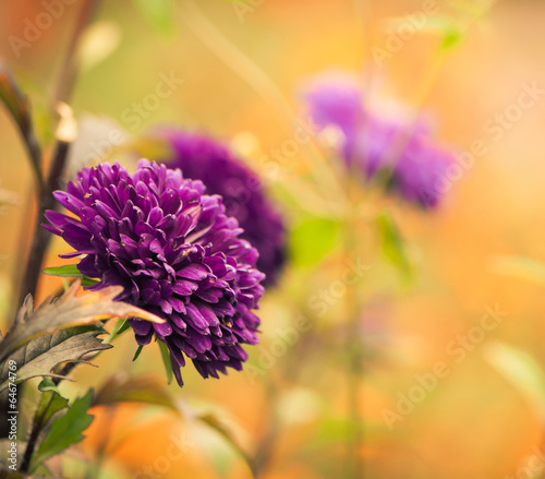 beautiful fall season flowers