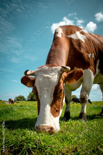 Cow © Farnaces