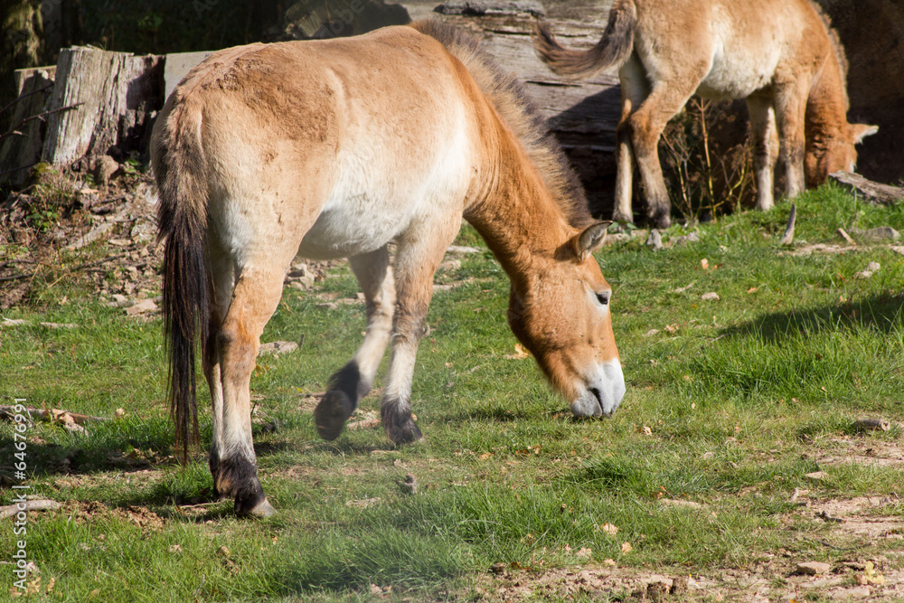 Przewalski