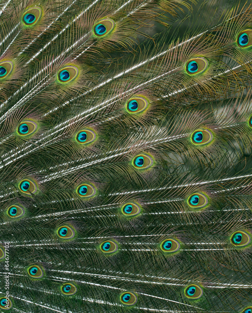 Fototapeta premium Cute green peacock feather close up