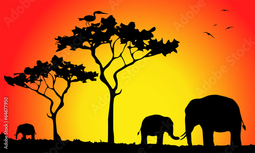 elefanti al tramonto nella savana © passiflora70