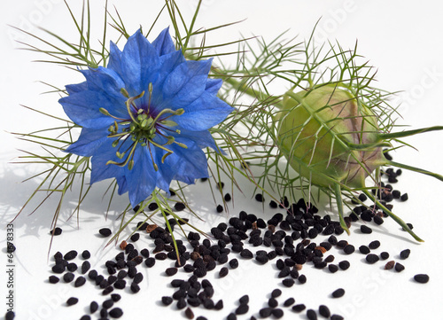 Fotografia Echter Schwarzkümmel - Nigella sativa