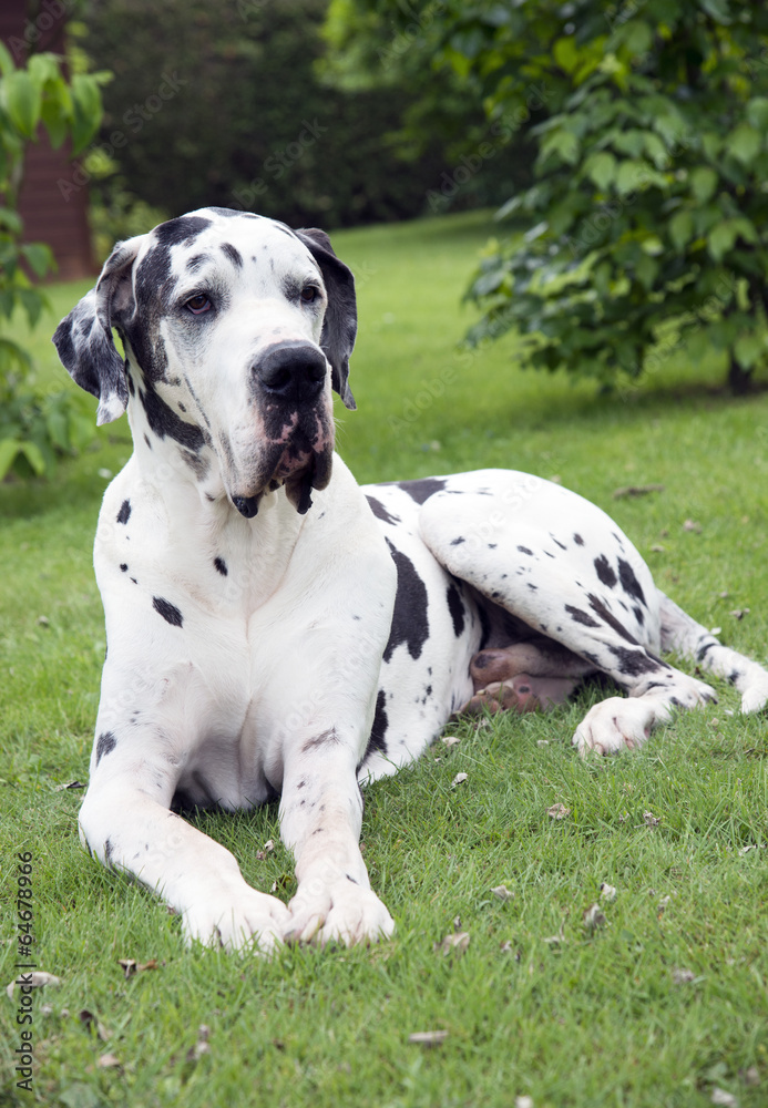 Ältere gefleckte deutsche Dogge im Garten Ältere gefleckte deutsche Dogge im Garten