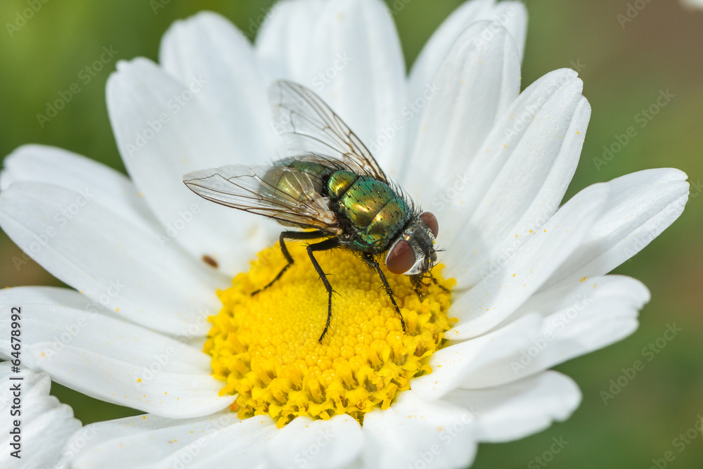 Mouche verte Mouche verte