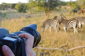 Photographing wildlife, South Africa