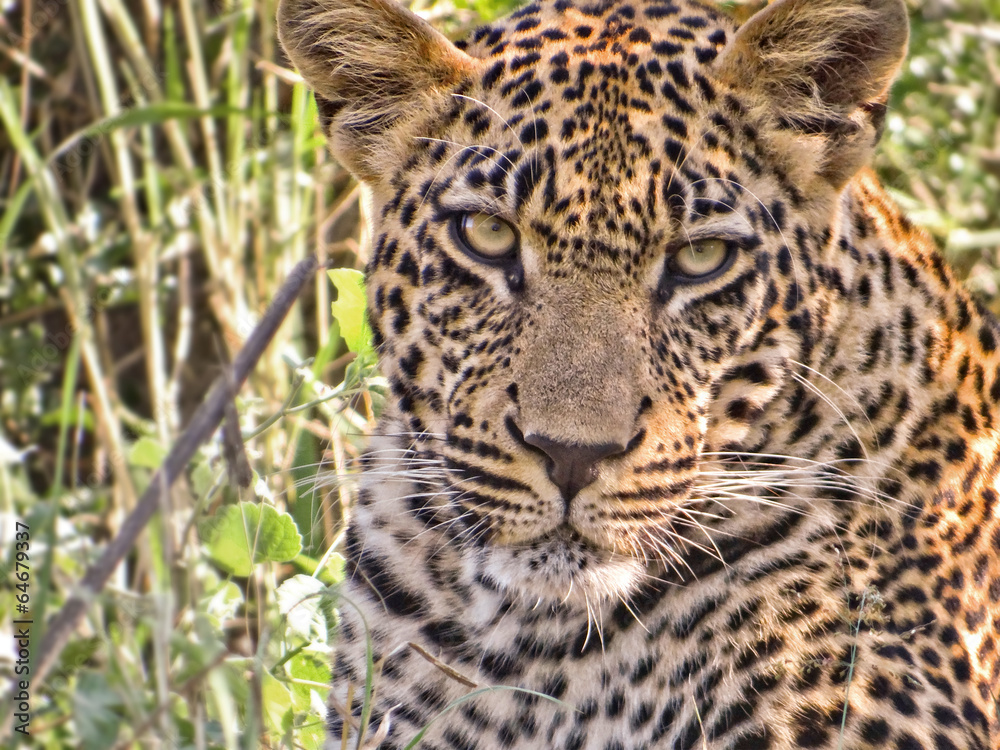 Young male leopard head, South Africa Young male leopard head, South Africa