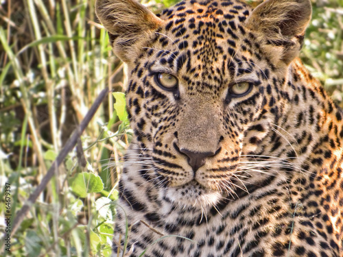 Young male leopard head  South Africa