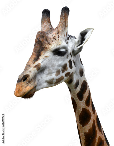 giraffe isolated on white background