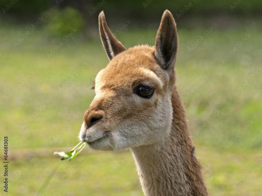 Fototapeta premium lama