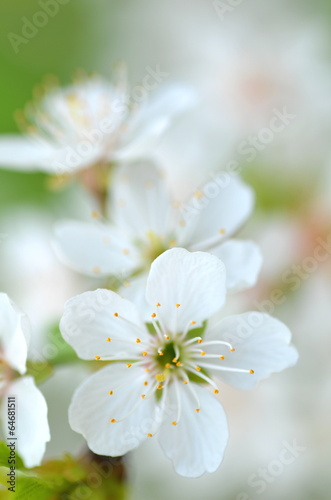 piękne delikatne kwiaty wiśni © Darios