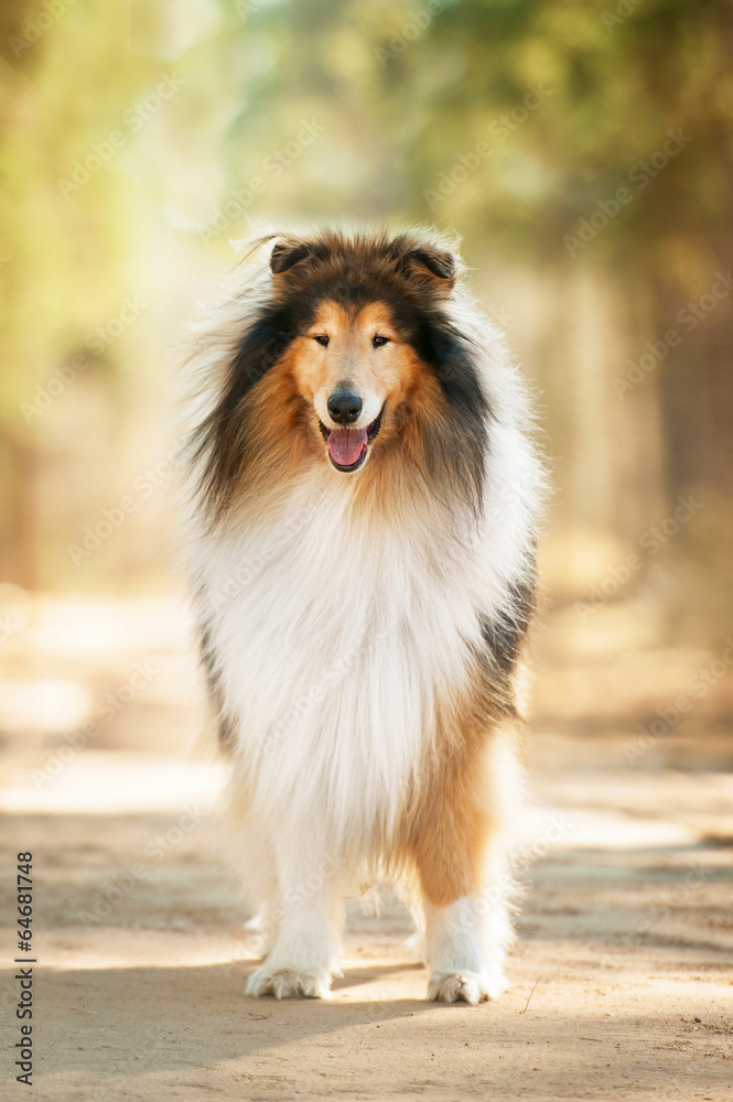 Rough collie Rough collie