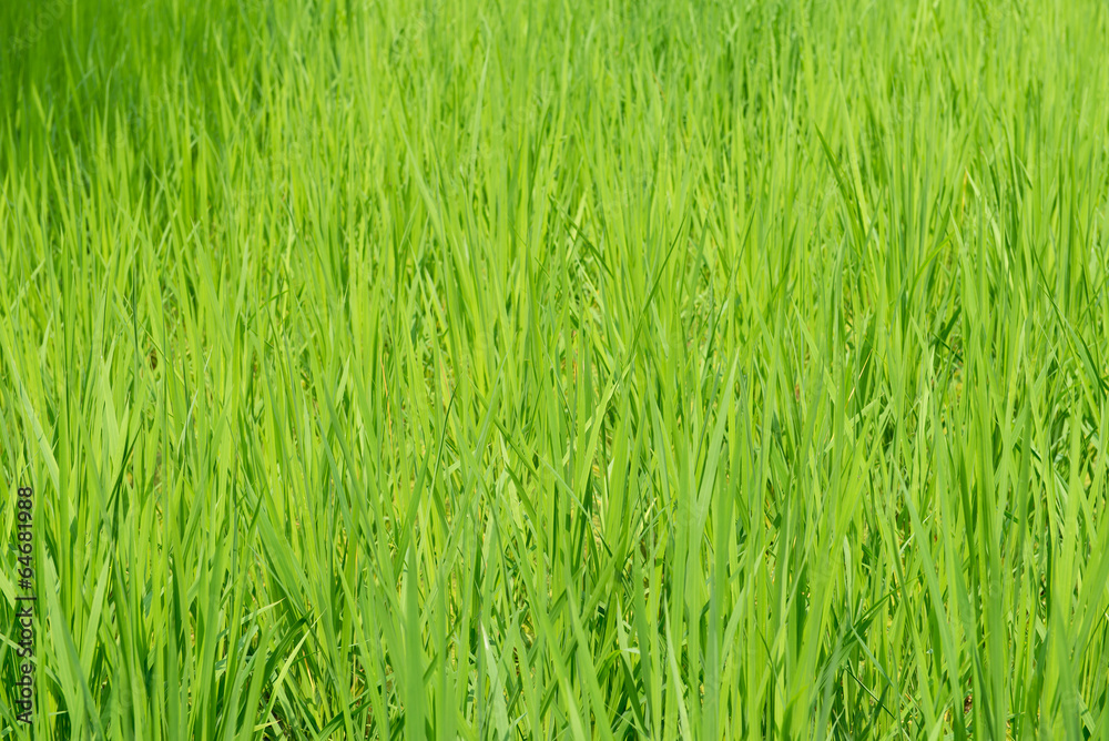 Green rice field background Green rice field background