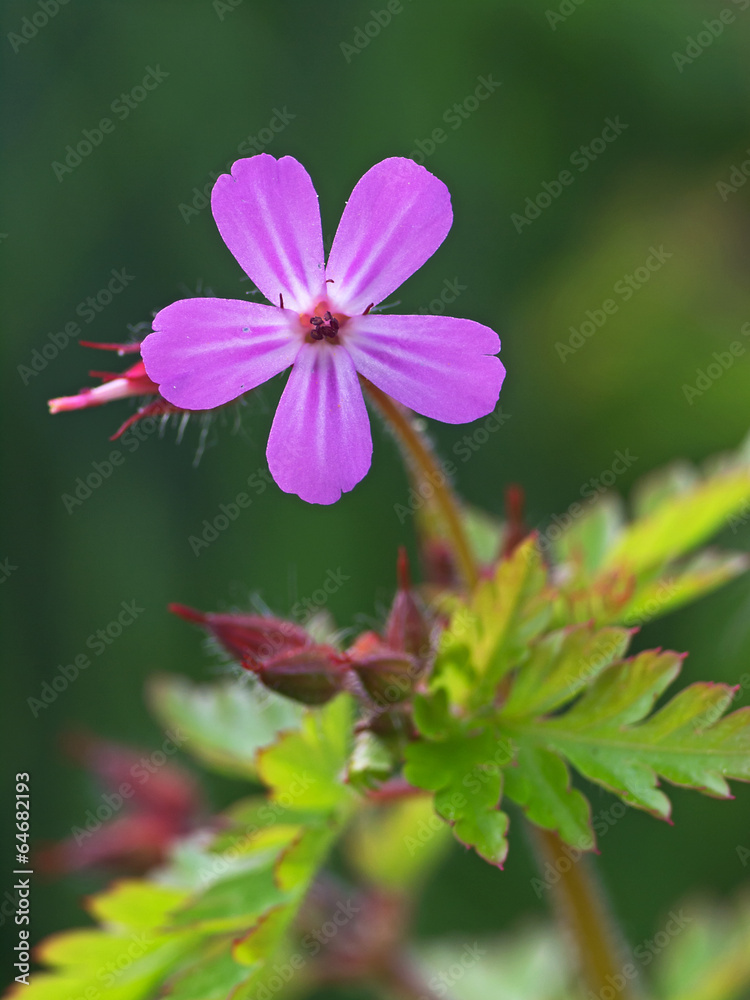 Dovefoot geranium, Weicher Storchenschnabel (Geranium molle) Dovefoot geranium, Weicher Storchenschnabel (Geranium molle)
