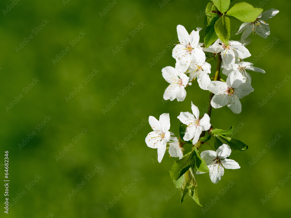 Cherry blossom on green background - obrazy, fototapety, plakaty 