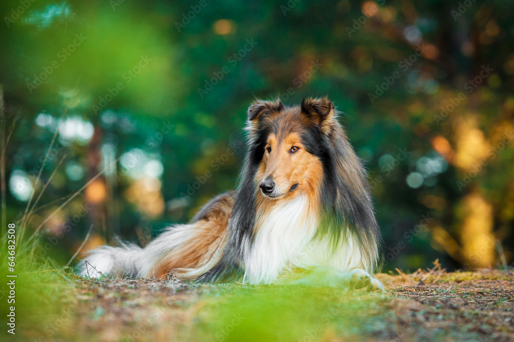 Rough collie lying in the park - obrazy, fototapety, plakaty 