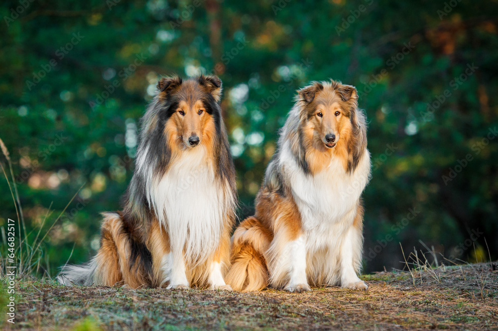 Two rough collies sitting in the park - obrazy, fototapety, plakaty 