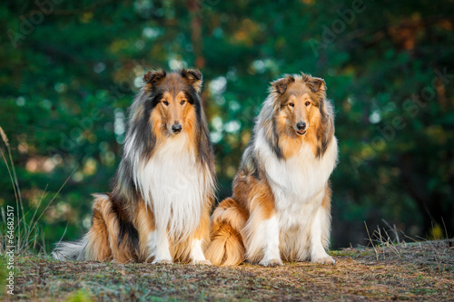 Two rough collies sitting in the park