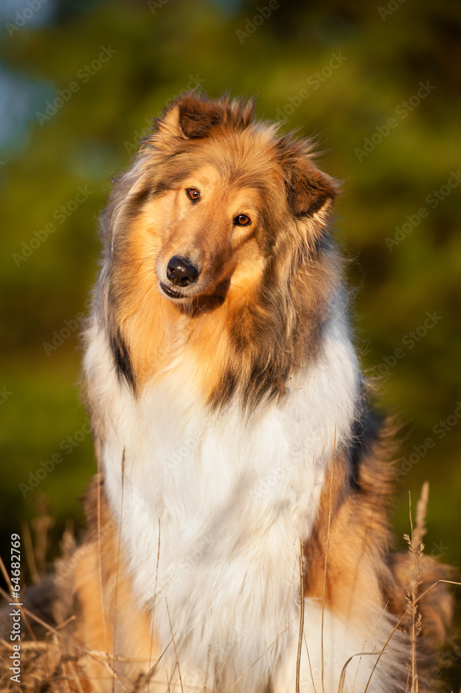 Portrait of rough collie