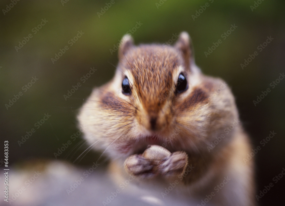 Fototapeta premium 귀여운 애완동물