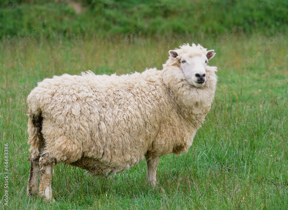 Obraz premium 귀여운 애완동물